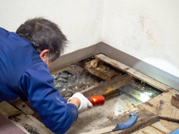 Best Commercial Mold Removal  in Caoncito, NM