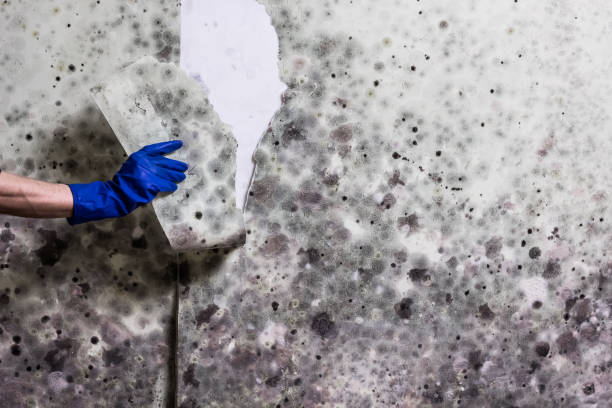 Best Certified Mold Removal  in Caoncito, NM