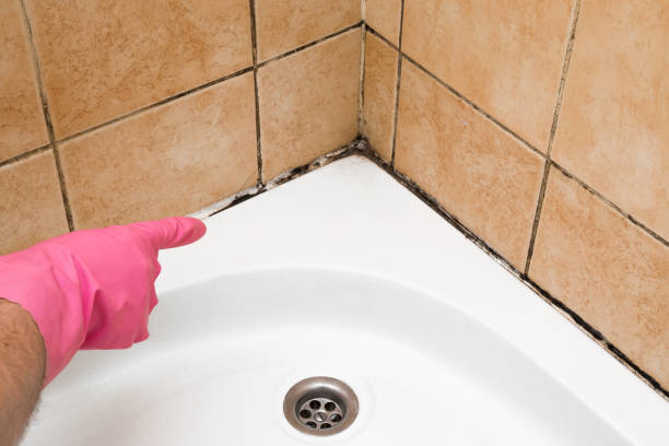 Best Fast Mold Removal  in Caoncito, NM