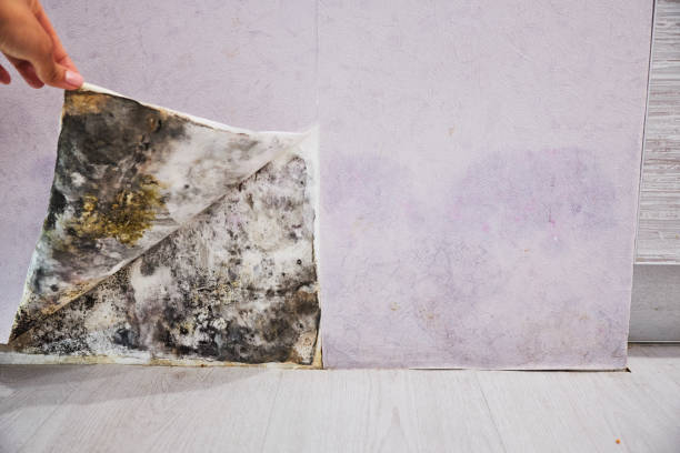 Best Office Mold Removal Services  in Caoncito, NM